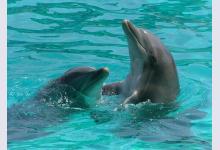 Дельфинарии — подарите радость детям