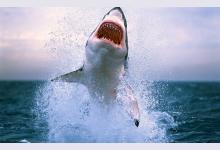 Как не попасть на обед к акуле