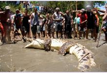 Как охотятся на крокодилов в Коста-Рике