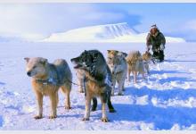Катание на собачьих упряжках — зимний отдых для смелых