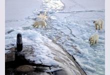 Арктический туризм: экстремальное путешествие на Северный полюс