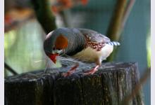 Птицы Индонезии: райское великолепие