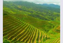 Рисовые террасы в странах Азии