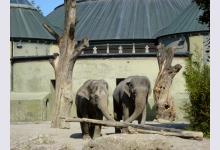Зоопарк Мюнхена «Хеллабрун»: детям вход обязателен!