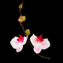 kvartirasamara